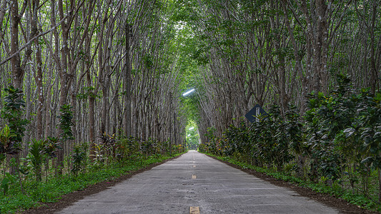 道路公路行道树树洞图片