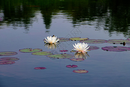 莲花和水素材徐州云龙湖水中盛开的睡莲背景
