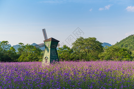 景区拍照柳叶马鞭草花海背景