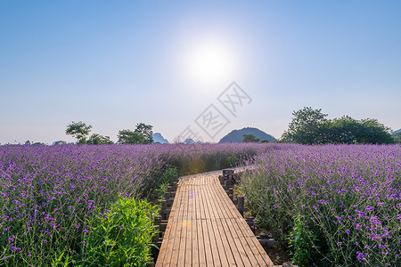 下垂柳叶柳叶马鞭草背景