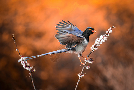红嘴蓝鹊台湾自然高清图片