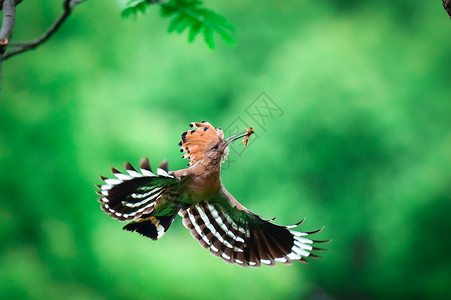 戴胜鸟国家保护动物发飞高清图片