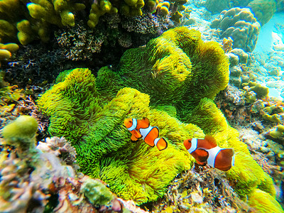 海中小丑鱼尼莫背景