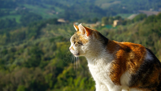 猫看房顶山顶的猫凝视宠物外景特写背景