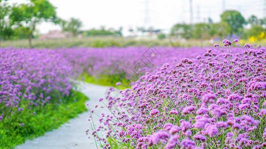 夏季花草植物夏日紫色花海小径背景