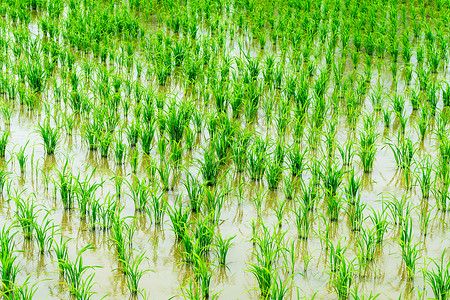播种水稻田里刚种植的水稻背景