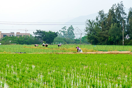 田地里辛勤劳作的农民图片