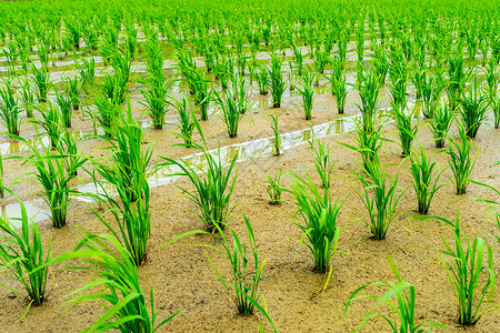 田里刚种植的水稻高清图片