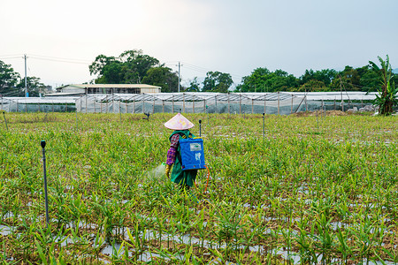 农药危害田地里劳作喷洒农药的农民背景