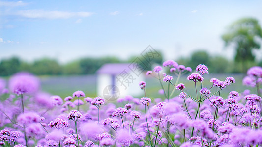 粉色夏日紫色花海小清新风景背景
