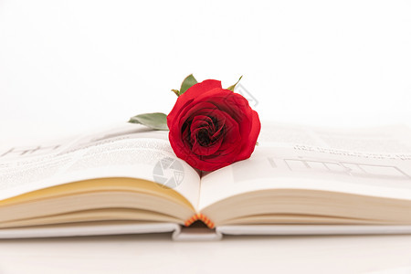 520玫瑰花与书本背景图片