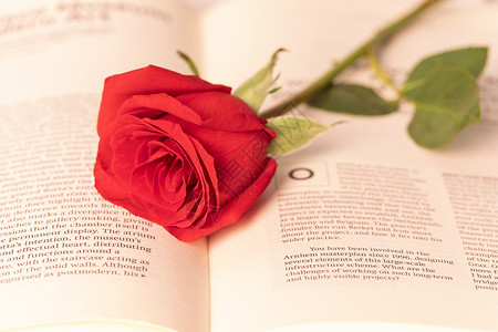 玫瑰花与书本高清图片