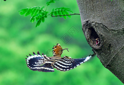 话筒翅膀素材小鸟喂食背景