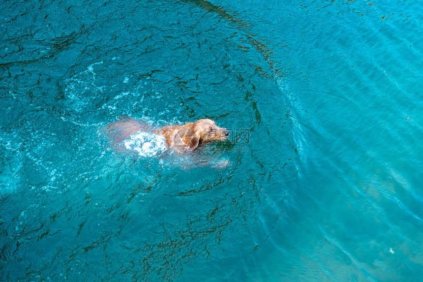 宠物狗狗金毛犬户外游泳图片