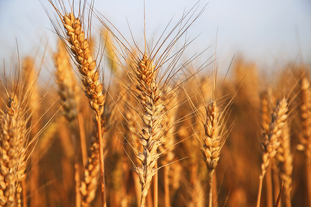 麦子熟了小麦黄了背景
