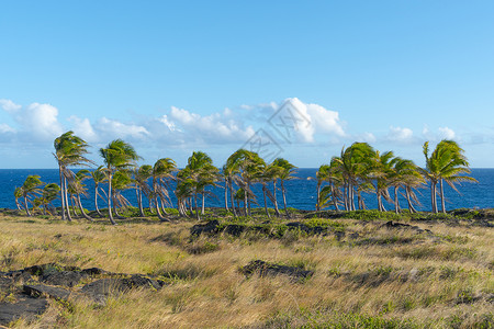 林贾尼火山夏威夷火山国家公园的椰树林背景