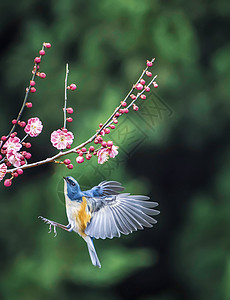 红胁蓝尾鸲国家保护动物高清图片