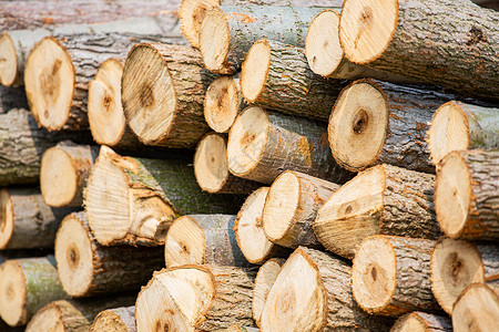 木材木纹木材厂木桩高清图片