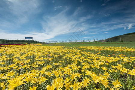 蓝色花圃百合花海风景背景