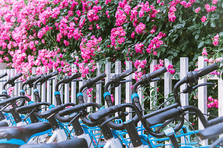 与环保相约夏天盛开的蔷薇花与共享单车背景