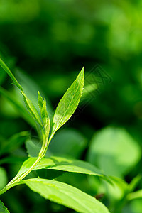 绿植ins正在生长中的茶叶幼苗背景