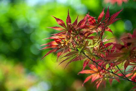 红枫自然美高清图片素材