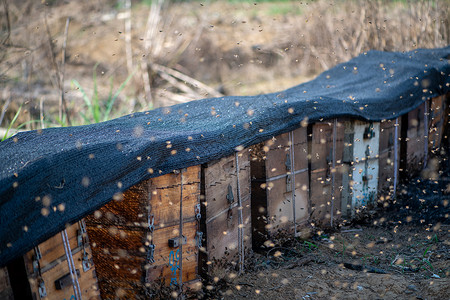 花海中的蜜蜂养殖箱高清图片