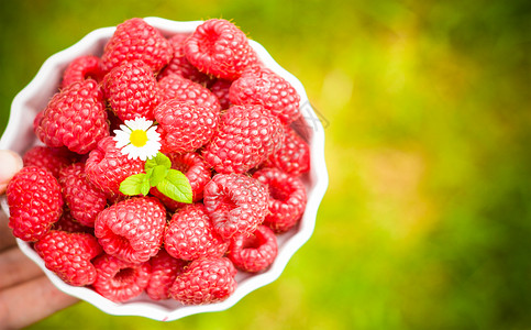 采摘树莓红色覆盆子高清图片