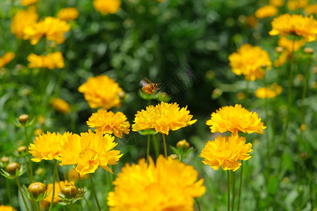 花丛中采蜜的小蜜蜂背景图片