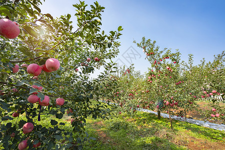 农场种植苹果果园丰收的果树背景
