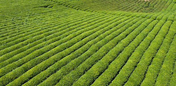 贵州茶园基地背景