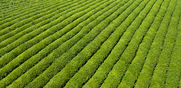 贵州茶贵州安顺春茶种植基地背景