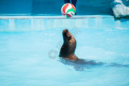 加利福尼亚海狮海狮水中表演顶球背景