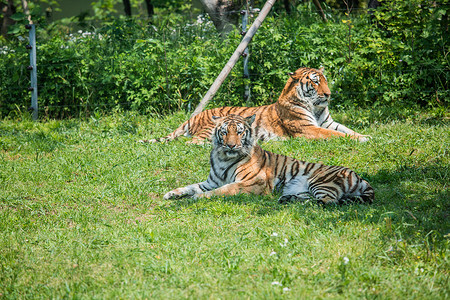 上海野生动物园老虎图片
