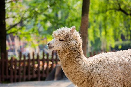 上海野生动物园白色羊驼高清图片