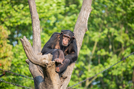 大猩猩在玩耍做在树杈上的大猩猩背景