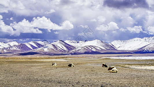 西藏念青唐古拉山下的牦牛在休息背景