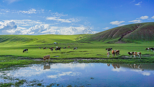 一群牛呼伦贝尔草原河边的牛群背景