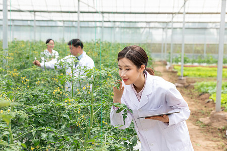 农业培育科学家观察植物图片