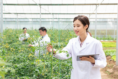 农业人才农业培育科学家平板电脑观察植物背景