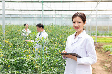 农业培育科学家平板电脑观察植物图片