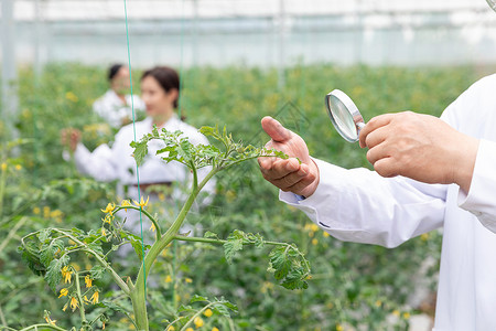 农业培育科学家观察植物图片