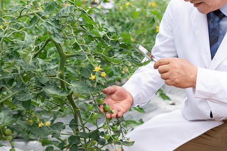 农业培育科学家观察植物女性高清图片素材