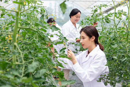 农业人才农业培育科学家观察植物背景