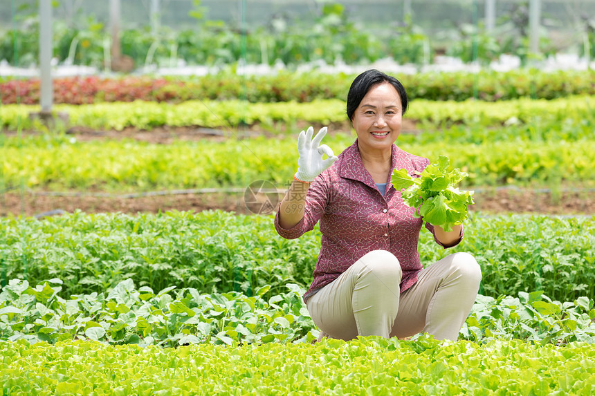 蔬菜大棚内农民摘菜ok手势图片