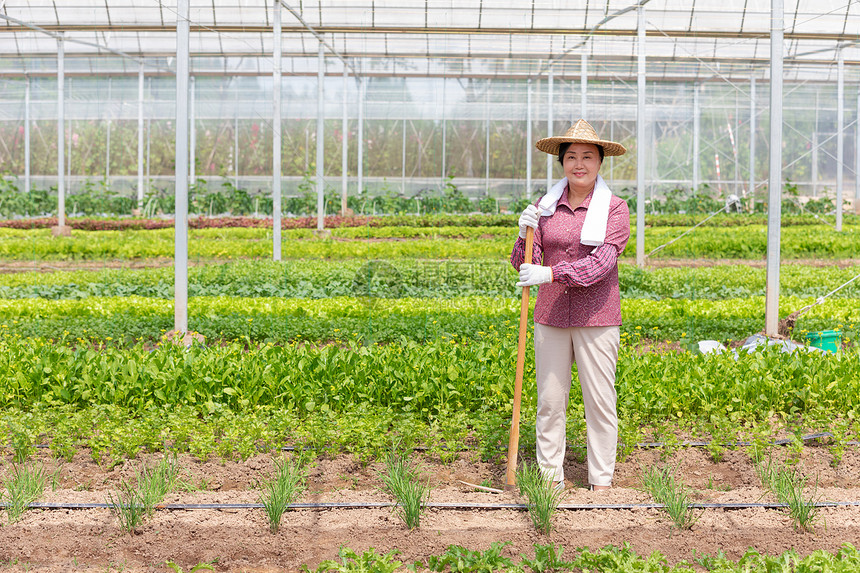 蔬菜大棚内农民耕地图片