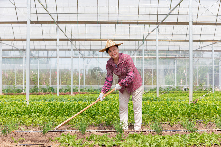 蔬菜大棚内农民耕地图片