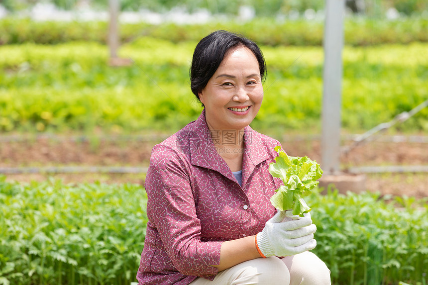 蔬菜大棚内农民摘菜图片