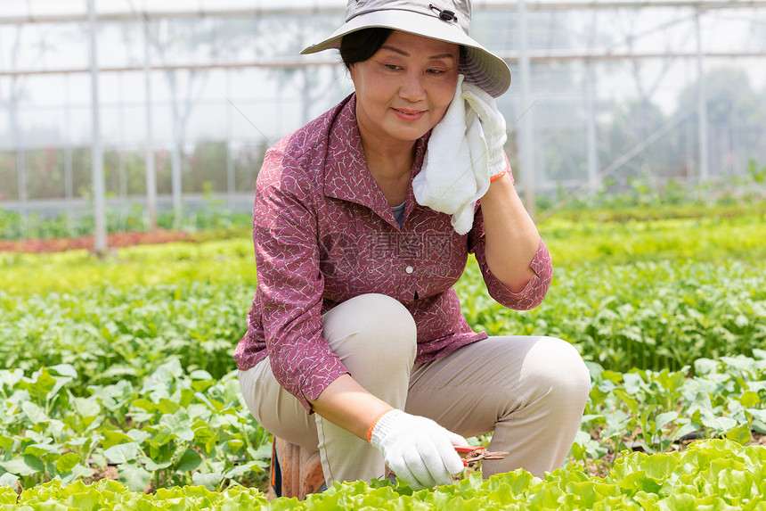 蔬菜大棚内农民摘菜图片