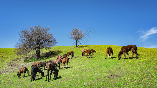 新疆霍尔果斯草原上的马群图片
